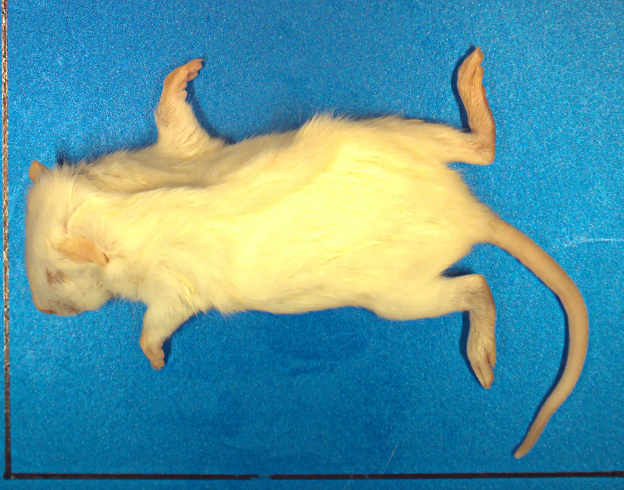 Small Animal Xray Imaging KUBTEC Scientific